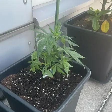 Candy Apples Auto - Outdoor 26