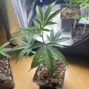 RS#11 - MicroGrow