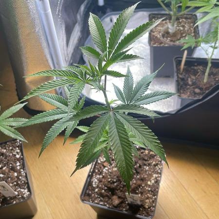 RS#11 - MicroGrow