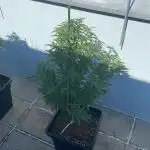 Oreoz - Outdoor 25