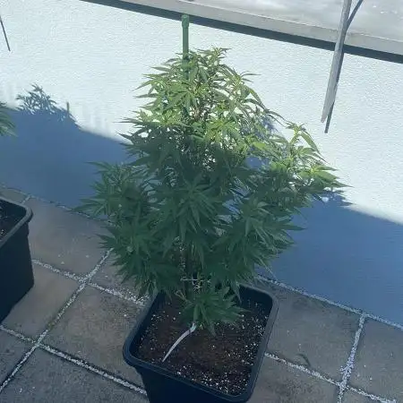 Oreoz - Outdoor 25