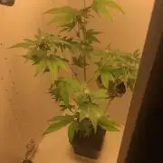 Wedding Cake - MicroGrow