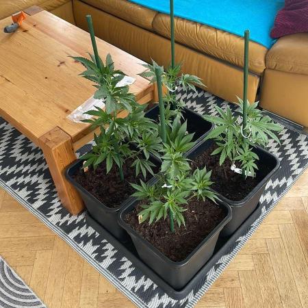 Hash Burger #LeaflyStrain25 - Outdoor 26