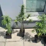 Super Skunk Auto - Outdoor 25