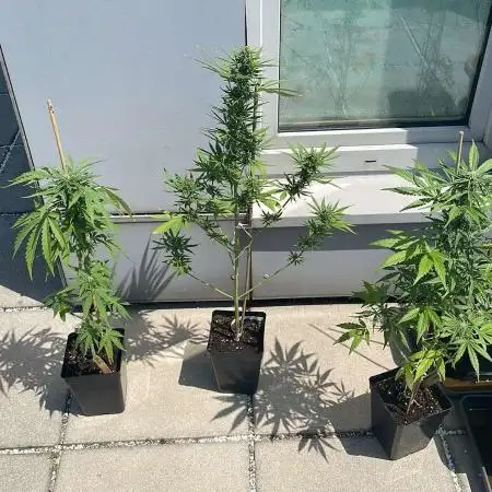 Super Skunk Auto - Outdoor 25