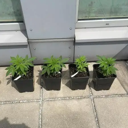 Banana Kush Cake Auto - 2nd Run 2025