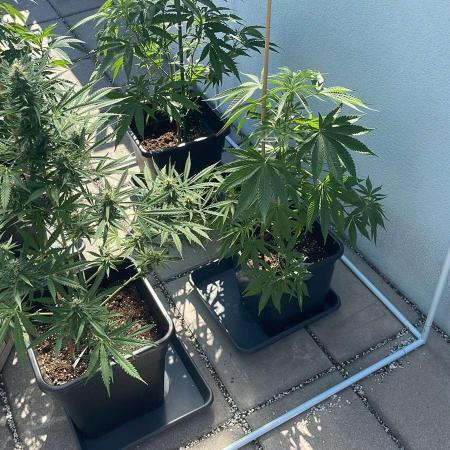 Blue Zushi - Outdoor 26