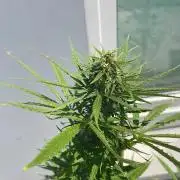 Super Skunk Auto - Outdoor 25