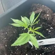 Tropsanto - Outdoor 26