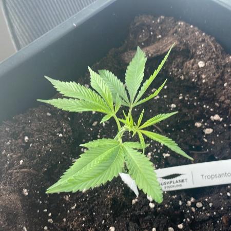 Tropsanto - Outdoor 26