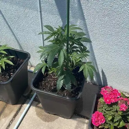 Cereal Milk - Outdoor 26