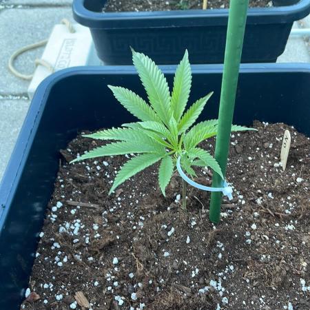 Zoap - Outdoor 26