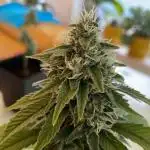 OG Kush - Micro Grow