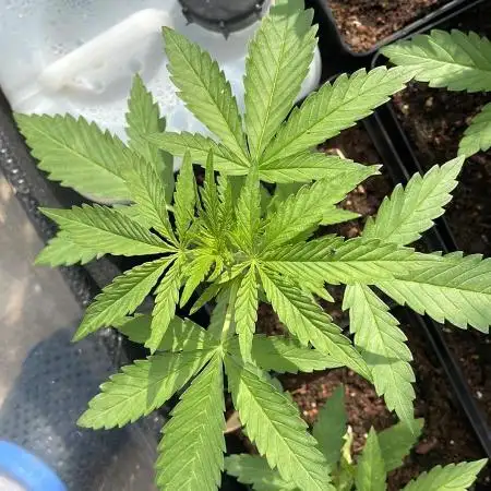 Green Goblin Auto - Oudtoor 25