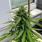 Blueberry Candiez Auto - Outdoor 25