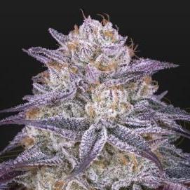 Kings Juice Auto