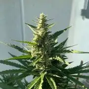 Banana Kush Cake Auto #2 - Outdoor 25