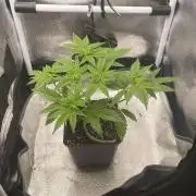 Blue Zushi - MicroGrow 26