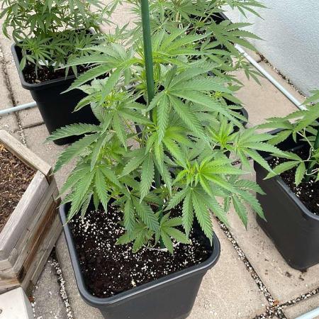 Cereal Milk - Outdoor 26