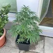 Cereal Milk - Outdoor 26
