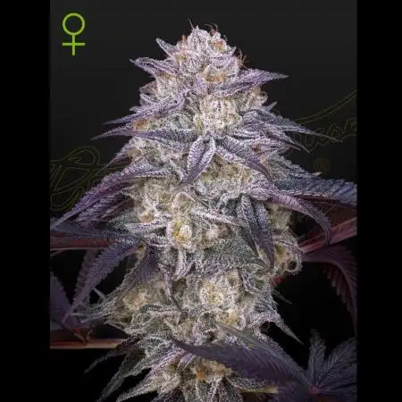 Kings Juice Auto