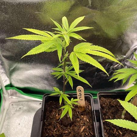 GSC - Micro Grow
