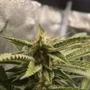 Studio 54 (RS#54) - MicroGrow