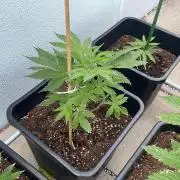 Permanent Marker XL Auto #2 - Outdoor 26