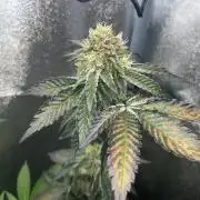 RS#11 - MicroGrow