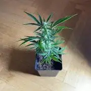 Cap Junky - Micro Grow