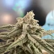 Cap Junky - Micro Grow