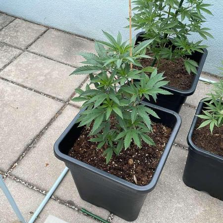 Kush Mints - Outdoor 26