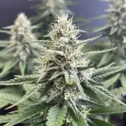 Blue Zushi - MicroGrow 26