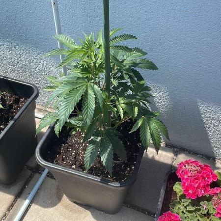 Cereal Milk - Outdoor 26
