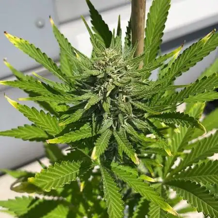 Gorilla Girl XL Auto - Outdoor 25