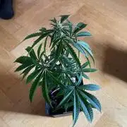 Hollywood - Micro Grow