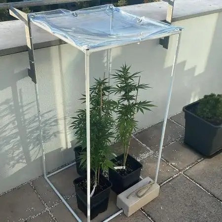 Banana Kush Cake Auto - 2nd Run 2025