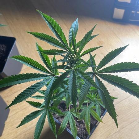 Hollywood - Micro Grow