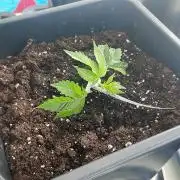 Carbon Fiber - Outdoor 26