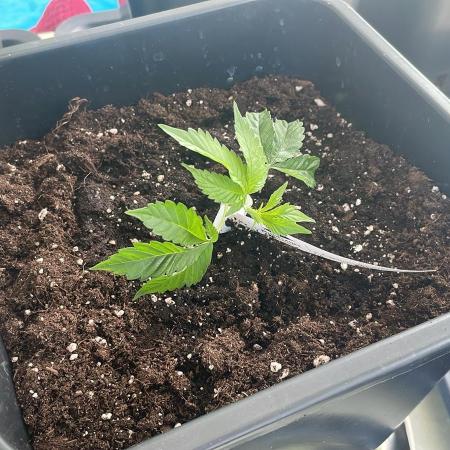 Carbon Fiber - Outdoor 26