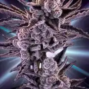 Permanent Chimera - Micro Grow