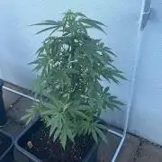 Super Boof #LeaflyStrain24 - Outdoor 26