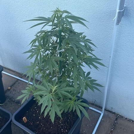 Super Boof #LeaflyStrain24 - Outdoor 26