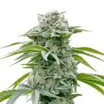 Kush Mints - Micro Grow