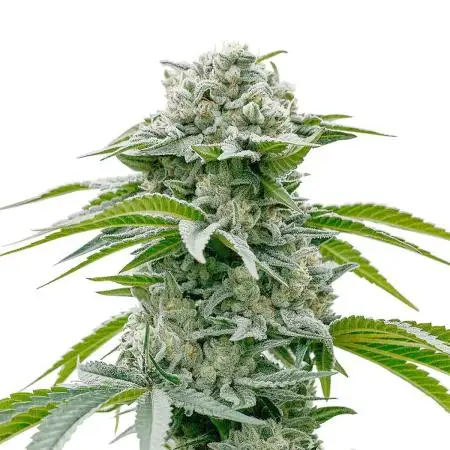Kush Mints - Micro Grow