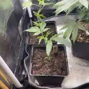 Runtz - MicroGrow