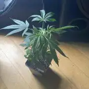 Zoap - MicroGrow