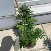 Banana Kush Cake Auto - Outdoor 25