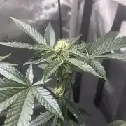RS#11 - MicroGrow