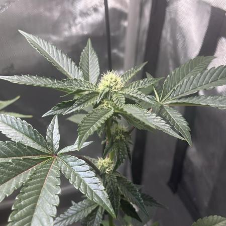 RS#11 - MicroGrow